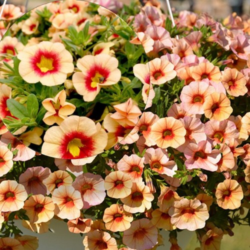 Calibrachoa Calita® Compact 'Apricot Red Eye' - Puispetuunia Calita® Compact 'Apricot Red Eye'